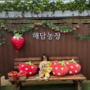 뽑기짱 | [화성] 주말에 아이랑 딸기 체험 농장, 해담 농장