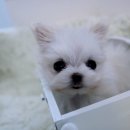 강아지분양 더펫 티스토리