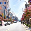 배롱나무거리 이미지