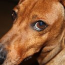 귀여운 강아지 이미지