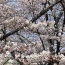 [인천서구석남동]2025 SK석유화학 벚꽃동산 방문후기(4/10일벚꽃개화 상황)