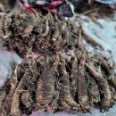 유장농장 | 더덕구이 맛집 더덕구이 양념 만드는법 더덕요리