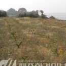 강정동-19 이미지