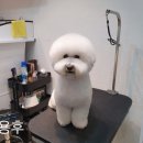 프랑소와펫(압구정점) 이미지