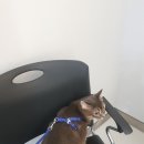 동주캣 이미지