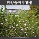 담양솔마루 이미지