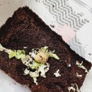 수명 | 아프리카왕달팽이 키우기 3년 리얼 후기 수명까지 총정리