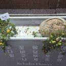 유매