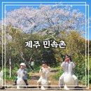 무수히 | [제주 여행] 아이랑 산책하기 좋은 봄 시즌 제주 민속촌 후기(feat. 벚꽃, 유채꽃, 동백꽃)