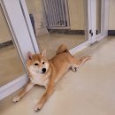 댕글벙글 이미지