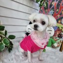 개 이쁜 애견미용샵 이미지