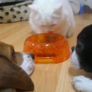 멍이랑옹이랑 이미지