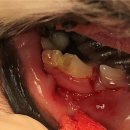 코끼리 동물병원 이미지