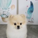 아지발바닥 네이버블로그