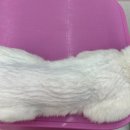 코코멍냥 이미지