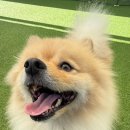 마마스미독펜트하우스 광주애견유치원&애견호텔 본점 이미지