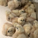 천안오골계농장 이미지