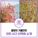석남완충녹지공원 | 봄맞이 걷기 좋은 곳 추천! 석남녹지도시숲, 신석체육공원 산책로 소개