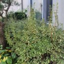 월출밧데리 이미지