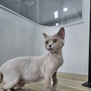 냥스터치 이미지