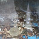 원조하동할매재첩식당 이미지