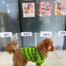 개좋아 네이버블로그