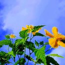 들꽃풍경 이미지