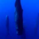 고래피시방 이미지