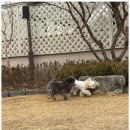 댕댕이의 하루 이미지