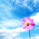 아름다운 이미지