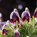 상면농장 이미지