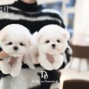 디디펫 수원강아지분양 네이버블로그