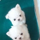 멍이와냥이 이미지