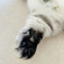 왕발고양이 이미지
