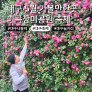 2024 5월 이곡장미공원 축제 장미꽃feel무렵 후기