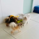 동물보육원 안산지부 이미지