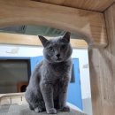 고양이호텔코자냥 이미지