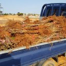 광선농장 이미지