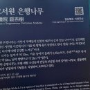 임고서원의 은행나무 이미지