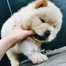 차우차우