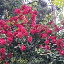 장자대로 이미지