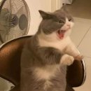 미야옹 이미지