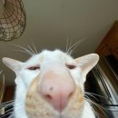 레버리(Reverie) 이미지