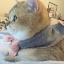 설악칡냉면