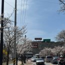 제천시보건소 | 2026 청풍 벚꽃축제 4월5일 방문후기 l 실시간 만개중