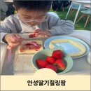 용내길 | 안성 딸기체험 &lt;안성딸기힐링팜&gt; 안성 신상딸기농장 딸기케이크 만들기 후기