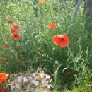 인천대공원 야영장 이미지