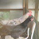 정읍부화장 이미지