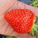 박선희농장 이미지