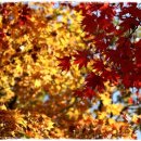 11/02(금) 깊어진 가을 주왕산 단풍과 주산지 여행[신촌점/압구정점]종료 이미지